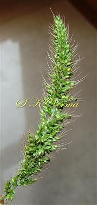  Panicle